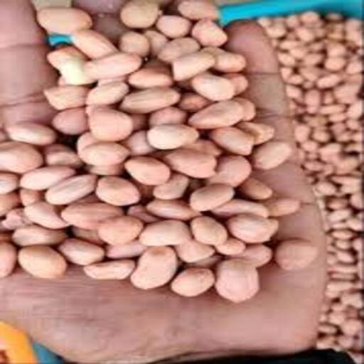 Organic Groundnut Seed